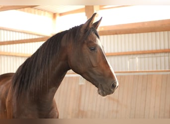 Duits sportpaard, Ruin, 3 Jaar, 165 cm, Donkerbruin