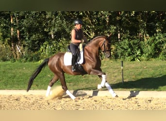 Duits sportpaard, Ruin, 3 Jaar, 165 cm, Donkere-vos