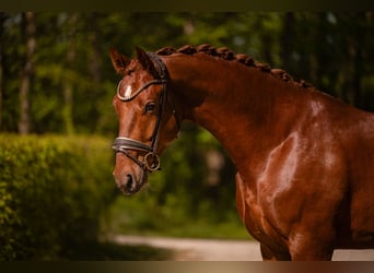 Duits sportpaard, Ruin, 3 Jaar, 165 cm, Donkere-vos