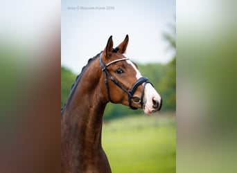 Duits sportpaard, Ruin, 3 Jaar, 165 cm, Roodbruin