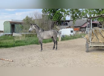 Duits sportpaard, Ruin, 3 Jaar, 165 cm, Schimmel