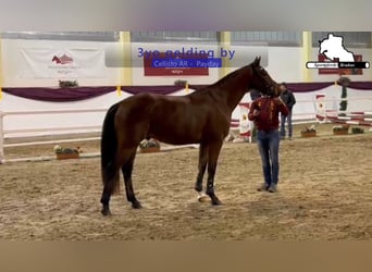 Duits sportpaard, Ruin, 3 Jaar, 166 cm, Bruin