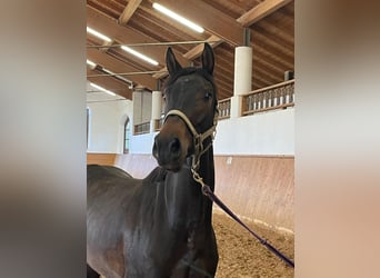Duits sportpaard, Ruin, 3 Jaar, 166 cm, Donkerbruin