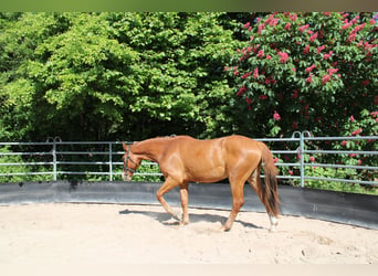 Duits sportpaard, Ruin, 3 Jaar, 166 cm, Vos