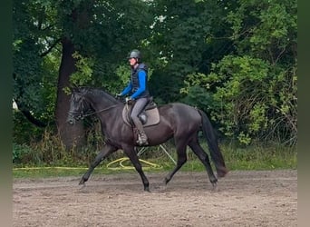 Duits sportpaard, Ruin, 3 Jaar, 166 cm, Zwart