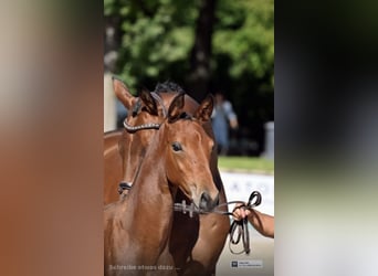 Duits sportpaard, Ruin, 3 Jaar, 167 cm, Bruin
