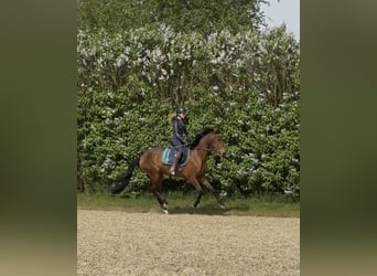 Duits sportpaard, Ruin, 3 Jaar, 167 cm, Bruin