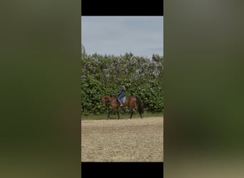 Duits sportpaard, Ruin, 3 Jaar, 167 cm, Bruin