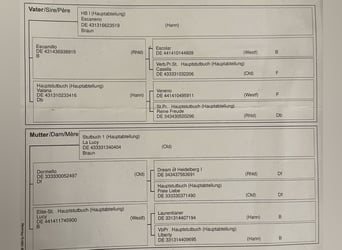 Duits sportpaard, Ruin, 3 Jaar, 167 cm, Bruin