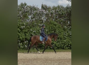 Duits sportpaard, Ruin, 3 Jaar, 167 cm, Bruin