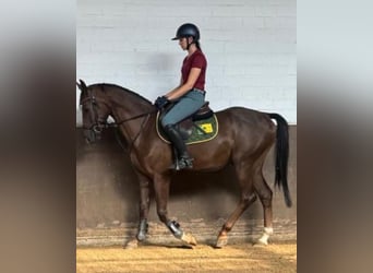 Duits sportpaard, Ruin, 3 Jaar, 167 cm, Donkere-vos