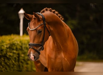 Duits sportpaard, Ruin, 3 Jaar, 167 cm, Vos