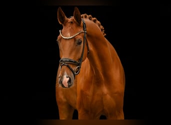 Duits sportpaard, Ruin, 3 Jaar, 167 cm, Vos