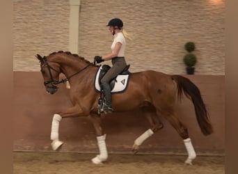 Duits sportpaard, Ruin, 3 Jaar, 167 cm, Vos