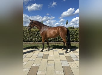 Duits sportpaard, Ruin, 3 Jaar, 168 cm, Bruin