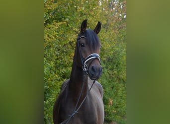 Duits sportpaard, Ruin, 3 Jaar, 168 cm, Donkerbruin