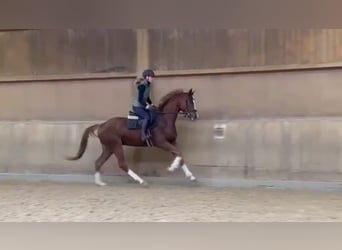 Duits sportpaard, Ruin, 3 Jaar, 168 cm, Vos