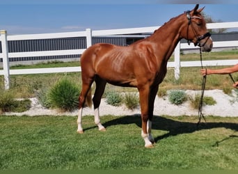 Duits sportpaard, Ruin, 3 Jaar, 168 cm, Vos