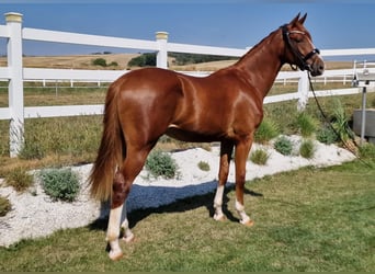 Duits sportpaard, Ruin, 3 Jaar, 168 cm, Vos