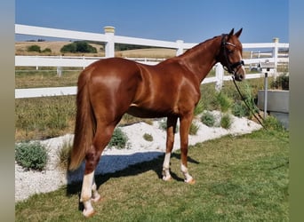 Duits sportpaard, Ruin, 3 Jaar, 168 cm, Vos