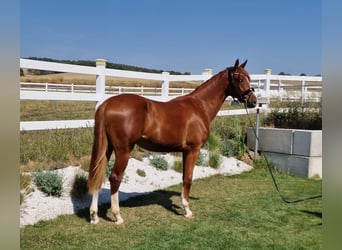 Duits sportpaard, Ruin, 3 Jaar, 168 cm, Vos