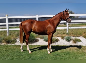 Duits sportpaard, Ruin, 3 Jaar, 168 cm, Vos