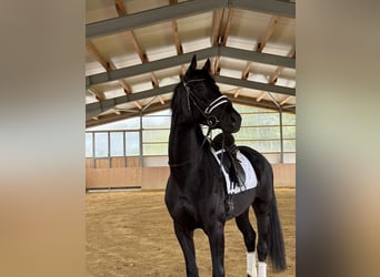 Duits sportpaard, Ruin, 3 Jaar, 168 cm, Zwart