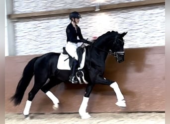 Duits sportpaard, Ruin, 3 Jaar, 168 cm, Zwart