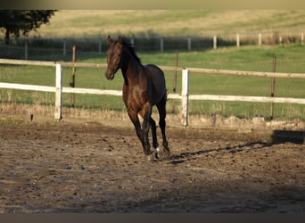 Duits sportpaard, Ruin, 3 Jaar, 168 cm, Zwartbruin