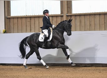 Duits sportpaard, Ruin, 3 Jaar, 168 cm, Zwartbruin