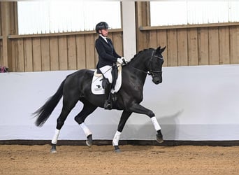 Duits sportpaard, Ruin, 3 Jaar, 168 cm, Zwartbruin