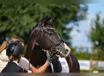 Duits sportpaard, Ruin, 3 Jaar, 169 cm, Zwart