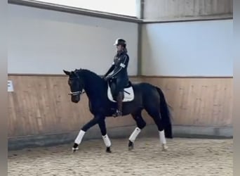 Duits sportpaard, Ruin, 3 Jaar, 170 cm, Bruin