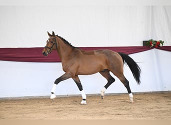 Duits sportpaard, Ruin, 3 Jaar, 170 cm, Bruin