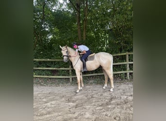 Duits sportpaard, Ruin, 3 Jaar, 170 cm, Palomino