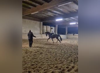 Duits sportpaard, Ruin, 3 Jaar, 171 cm, Donkere-vos