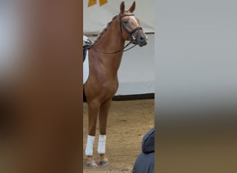 Duits sportpaard, Ruin, 3 Jaar, 172 cm, Falbe