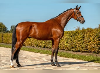 Duits sportpaard, Ruin, 3 Jaar, 174 cm, Bruin