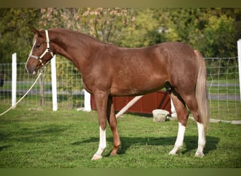 Deutsches Sportpferd, Wallach, 3 Jahre, 174 cm, Hellbrauner