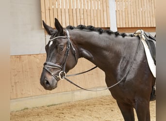 Duits sportpaard, Ruin, 3 Jaar, 176 cm, Zwartbruin