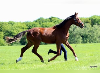 Duits sportpaard, Ruin, 3 Jaar, 178 cm, Vos