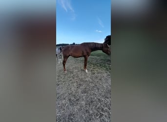 Duits sportpaard, Ruin, 3 Jaar, 178 cm, Vos