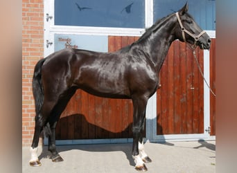 Duits sportpaard, Ruin, 3 Jaar, 181 cm