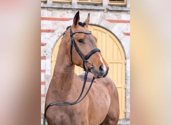 Duits sportpaard, Ruin, 3 Jaar, Bruin