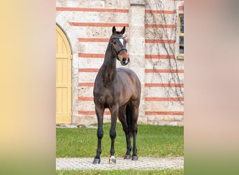 Duits sportpaard, Ruin, 3 Jaar, Donkerbruin