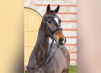 Duits sportpaard, Ruin, 3 Jaar, Donkerbruin