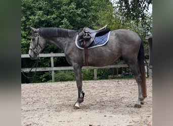 Duits sportpaard, Ruin, 4 Jaar, 157 cm, Zwartschimmel