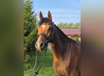 Duits sportpaard, Ruin, 4 Jaar, 158 cm, Bruin
