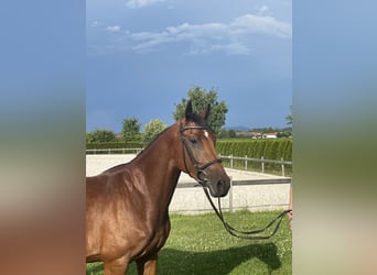 Duits sportpaard, Ruin, 4 Jaar, 161 cm, Bruin