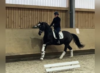 Duits sportpaard, Ruin, 4 Jaar, 161 cm, Donkerbruin